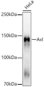 Western blot analysis of HeLa, using Anti-Axl Antibody [ARC53006] (A305703) at 1:3,000 dilution. The secondary antibody was Goat Anti-Rabbit IgG H&L Antibody (HRP) at 1:10,000 dilution.