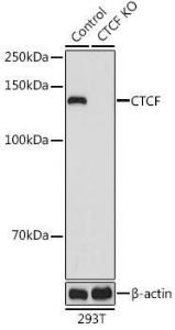 Anti-CTCF Rabbit Polyclonal Antibody