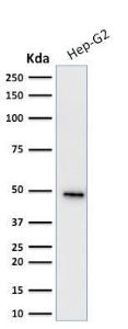 Western blot analysis of human Hep-G2 cell lysate using Anti-Cytokeratin 19 Antibody [KRT19/799]