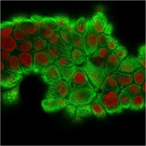 Anti-Cytokeratin 18 Rabbit Recombinant Antibody [clone: KRT18/2808R]