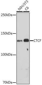 Anti-CTCF Rabbit Polyclonal Antibody