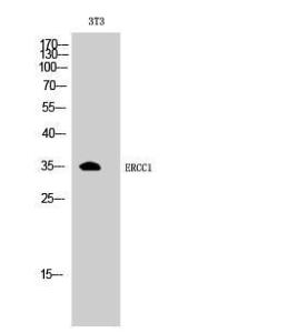 Western blot analysis of 3T3 cells using Anti-ERCC1 Antibody