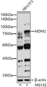 Western blot analysis of extracts of NIH/3T3 cells, using Anti-MDM2 Antibody (A12616) at 1:1,000 dilution NIH/3T3 cells were treated by MG132(50 µM) at 37°C for 90 minutes