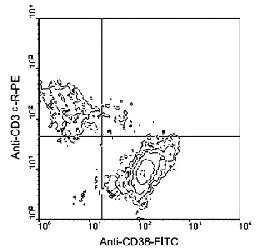 Anti-CD38 Rat Monoclonal Antibody (PE (Phycoerythrin)) [clone: 90]