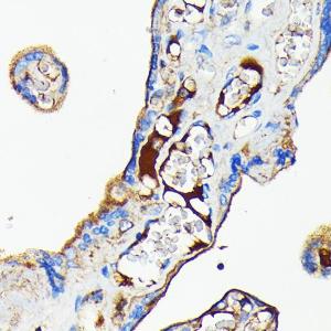 Immunohistochemistry analysis of paraffin-embedded human placenta using Anti-Transferrin Antibody [ARC0338] (A308242) at a dilution of 1:100 (40x lens) Perform microwave antigen retrieval with 10 mM PBS buffer pH 72 before commencing with IHC staining protocol