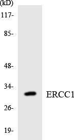 Western blot analysis of the lysates from HeLa cells using Anti-ERCC1 Antibody