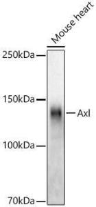 Western blot analysis of Mouse heart, using Anti-Axl Antibody [ARC53006] (A305703) at 1:3,000 dilution. The secondary antibody was Goat Anti-Rabbit IgG H&L Antibody (HRP) at 1:10,000 dilution.