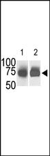 Anti-SPHK2 Rabbit Polyclonal Antibody