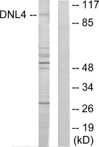 Western blot analysis of lysates from Jurkat cells using Anti-DNL4 Antibody. The right hand lane represents a negative control, where the antibody is blocked by the immunising peptide