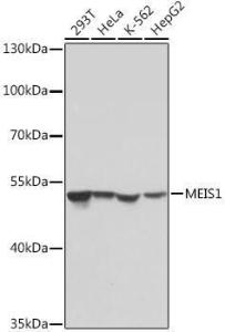 Western blot analysis of extracts of various cell lines, using Anti-MEIS1 Antibody (A308243) at 1:1,000 dilution The secondary antibody was Goat Anti-Rabbit IgG H&L Antibody (HRP) at 1:10,000 dilution Lysates/proteins were present at 25 µg per lane