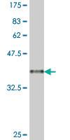 Anti-MBD3 Mouse Polyclonal Antibody