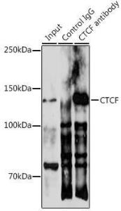 Anti-CTCF Rabbit Polyclonal Antibody