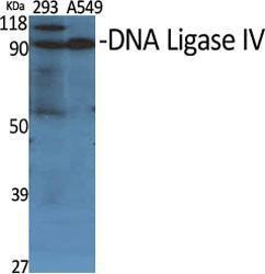 Western blot analysis of various cells using Anti-DNL4 Antibody