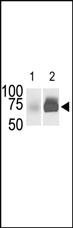 Anti-SPHK2 Rabbit Polyclonal Antibody