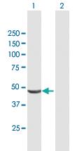 Anti-SHPK Mouse Polyclonal Antibody