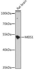 Western blot analysis of extracts of Rat brain, using Anti-MEIS1 Antibody (A308243) at 1:1,000 dilution The secondary antibody was Goat Anti-Rabbit IgG H&L Antibody (HRP) at 1:10,000 dilution Lysates/proteins were present at 25 µg per lane