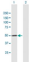 Anti-CYP4X1 Mouse Polyclonal Antibody