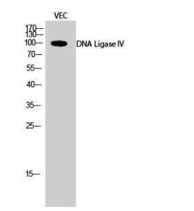 Western blot analysis of VEC cells using Anti-DNL4 Antibody