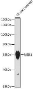 Western blot analysis of extracts of Mouse pancreas, using Anti-MEIS1 Antibody (A308243) at 1:1,000 dilution The secondary antibody was Goat Anti-Rabbit IgG H&L Antibody (HRP) at 1:10,000 dilution Lysates/proteins were present at 25 µg per lane