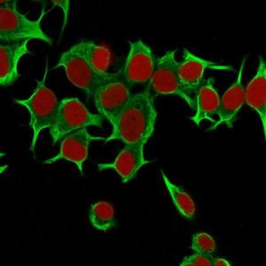 Immunofluorescent analysis of MCF-7 cells stained with Anti-Cytokeratin 19 Antibody [KRT19/799] (CF and #174; 488) (Green). The nuclear counterstain is RedDot (Red)