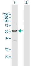 Anti-SHPK Rabbit Polyclonal Antibody