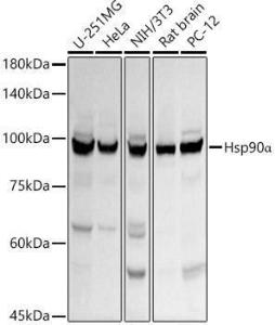 Anti-Hsp90 alpha Rabbit Polyclonal Antibody