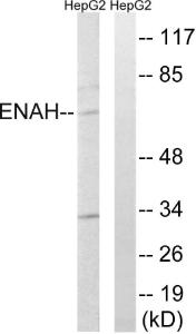 Anti-ENAH antibody