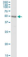 Anti-SHPK Rabbit Polyclonal Antibody