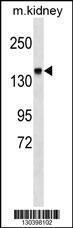 Anti-ITGA2 Rabbit Polyclonal Antibody (APC (Allophycocyanin))