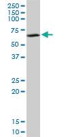 Anti-SUOX Mouse Polyclonal Antibody