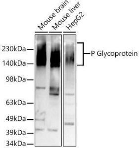 Antibody A305706-100 100 µl