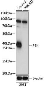 Anti-PBK/SPK Rabbit Polyclonal Antibody