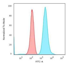 Antibody anti-FASCIN FSCN1417 BSA 100 µg