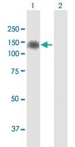 Anti-MDGA1 Mouse Polyclonal Antibody