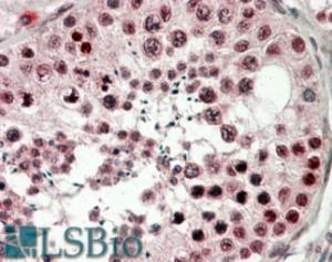 EB10236 (3.8 µg/ml) staining of paraffin embedded Human Testis. Steamed antigen retrieval with citrate buffer pH 6, AP-staining.