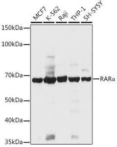 Western blot analysis of extracts of various cell lines, using Anti-Retinoic Acid Receptor alpha Antibody (A12622) at 1:1,000 dilution