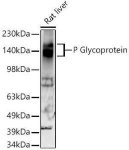 Antibody A305706-100 100 µl