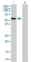 Anti-SUOX Mouse Polyclonal Antibody