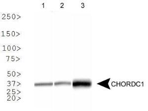 Anti-CHORDC1 Rabbit Polyclonal Antibody