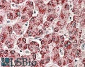 EB10355 (3.8 µg/ml) staining of paraffin embedded Human Liver. Steamed antigen retrieval with citrate buffer pH 6, AP-staining.