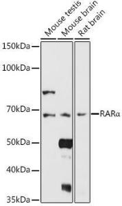 Western blot analysis of extracts of various cell lines, using Anti-Retinoic Acid Receptor alpha Antibody (A12622) at 1:1,000 dilution