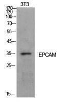 Western blot analysis of extracts from NIH 3T3 cells using Anti-EPCAM Antibody