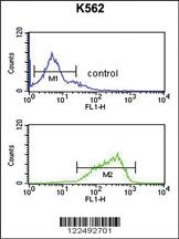 Anti-HAS2 Rabbit Polyclonal Antibody