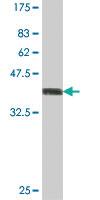 Anti-EIF1AY Mouse Polyclonal Antibody