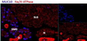 EB10617 (2.9 µg/ml) staining of cells in the submandibular salivery gland (SMG), but not in the sublingual salivery gland (SLG) in mouse.