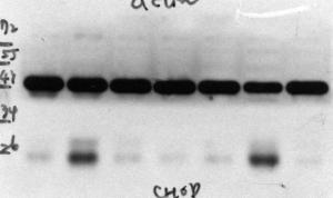 Anti-CHOP/GADD153 Mouse Monoclonal Antibody [clone: 9C8]