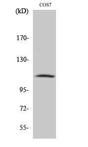 Western blot analysis of various cells using Anti-GAB1 (phospho Tyr627) Antibody