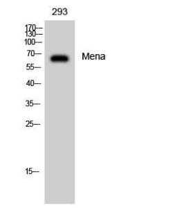 Anti-ENAH antibody