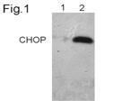 Anti-CHOP/GADD153 Mouse Monoclonal Antibody [clone: 9C8]