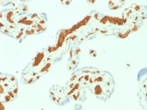 Immunohistochemical analysis of formalin-fixed, paraffin-embedded human placenta using Anti-alpha 1 Spectrin Antibody [SPTA1/1832]